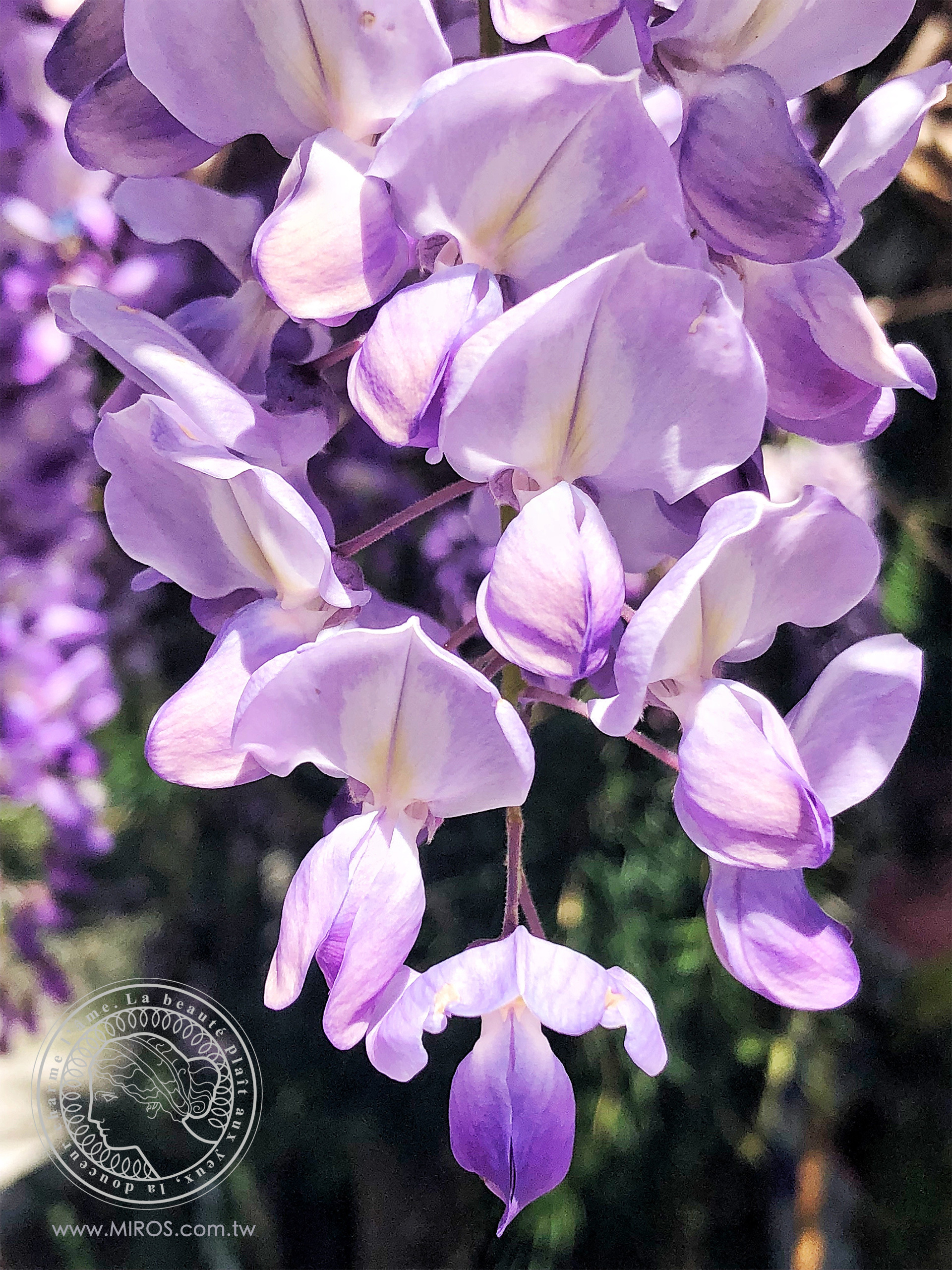 花現,最幸福的時刻